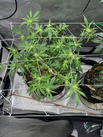 catpiss canyon & Apple Candie  — grow_setup, day 1