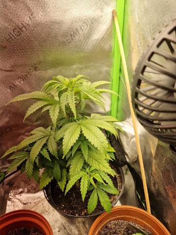 Sherbert Queen — grow_setup, day 6