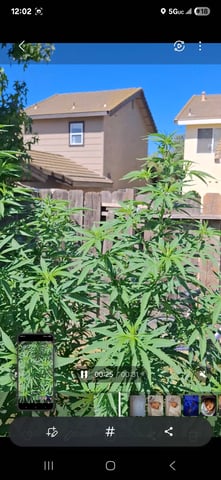 first auto flower grow...royal queen seeds purple matic — seedling_rooting, day 10