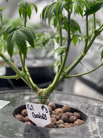 1st Ever Grow (Fat Bastard)(RDWC)  — vegetative, day 69