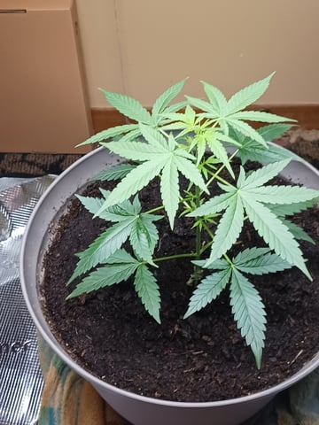 black gorilla feminized — flower, day 7