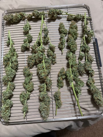 Indoor & Outdoor Grow 6 — harvest, day 72