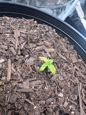 gorilla glue x sky walker  — seedling_rooting, day 12