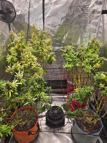 Chum Chum grow — flower, day 14