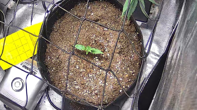 Vanna's Vanilla — seedling_rooting, day 15