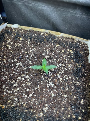CHEESE AUTO ZEN Seeds — vegetative, day 8