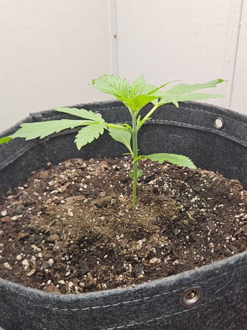 Gorilla Z auto — vegetative, day 33