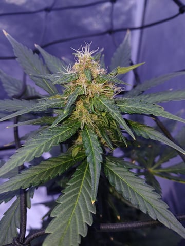 CountryG  — seedling_rooting, day 48