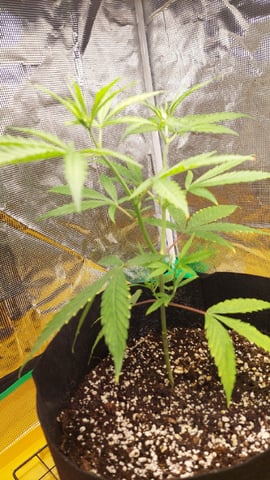 Two mystery buds — vegetative, day 5
