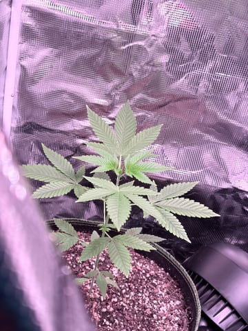 CANDYLAND — vegetative, day 40