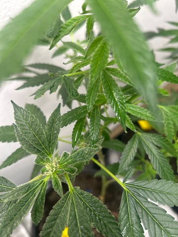 first indoor tent grow — flower, day 61
