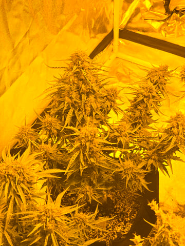 First Autoflower Indoor — flower, day 31