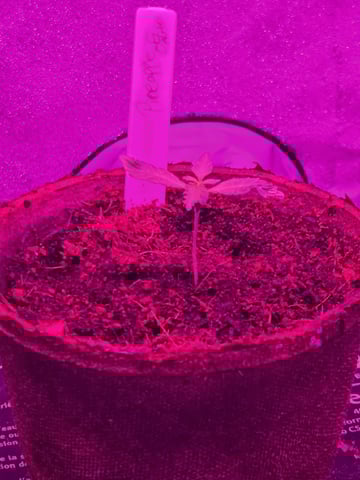 1st Ever Grow — seedling_rooting, day 16