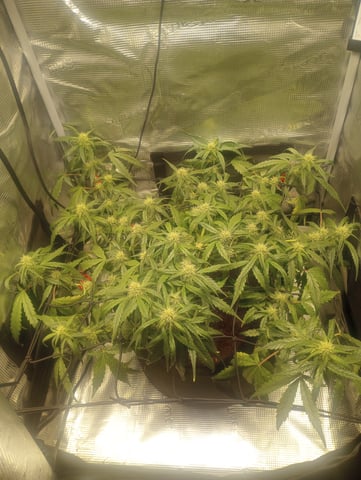 ethos — flower, day 26