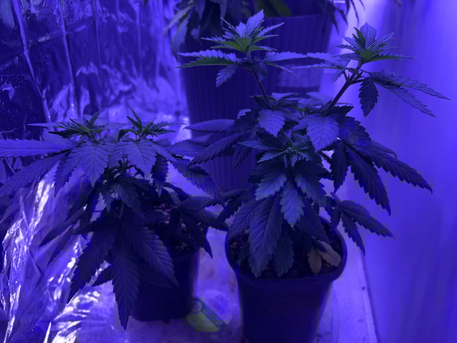 2nd grow — seedling_rooting, day 41