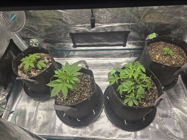 4 strains in 1 tent — vegetative, day 11