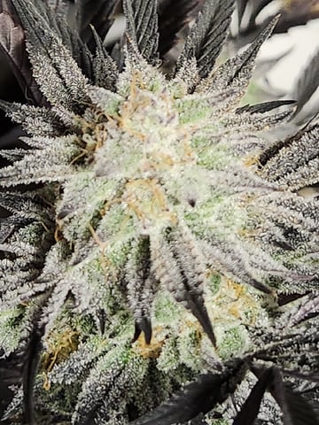 Rings of Saturn & Ghostboosters - Apollo Haze Artisanal Line — harvest, day 82