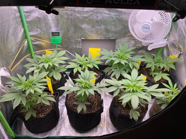 The White X Run Away Bride #3 — vegetative, day 33