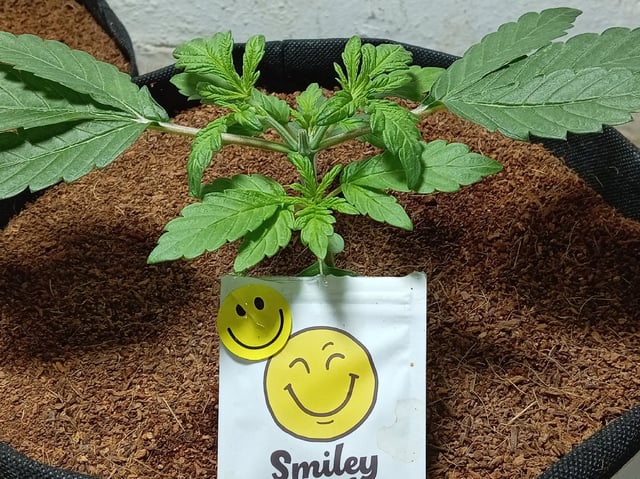 Strawberry Banana Auto  — vegetative, day 57
