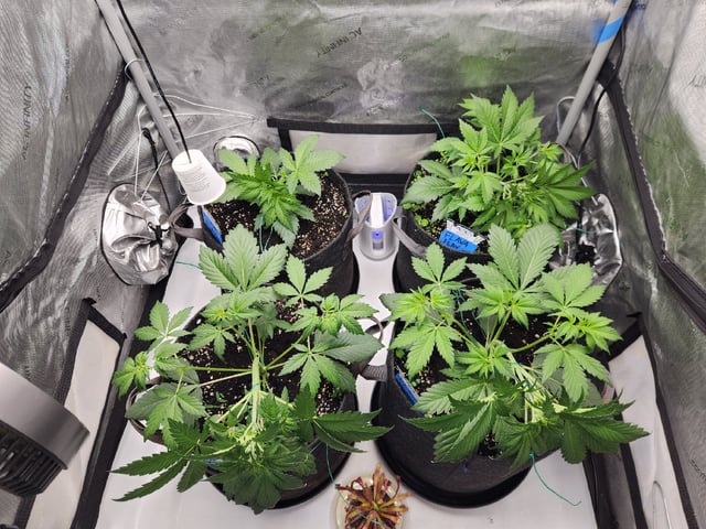 Mephisto's Flava Flav (Grape Crush x Guava Fig) — vegetative, day 33