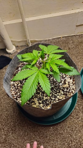 grow 1 — vegetative, day 22