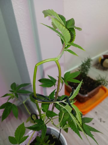 Gelato 33 — seedling_rooting, day 3