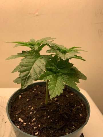 Bubble Burst — grow_setup, day 2