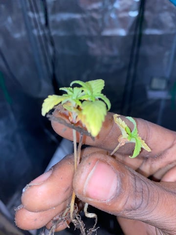 Gorilla Melon — done, day 33