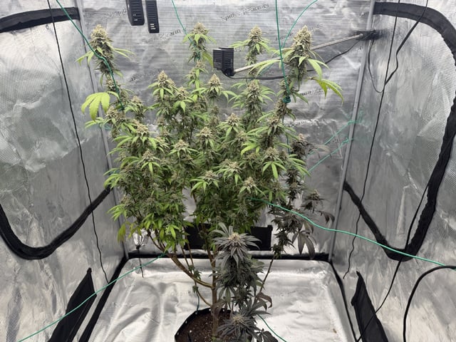  Apple fritter  Clones round two
