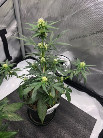 Homegrown - 🍒 🥧 & GSC Auto, 🚀 Seeds 🍌 Buttercups  — flower, day 40