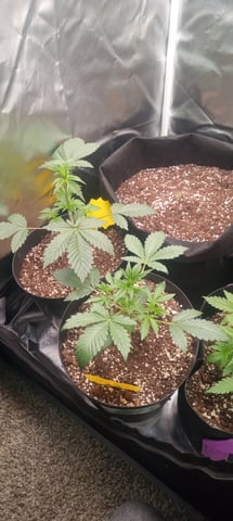 frst grow tent grow — flower, day 92