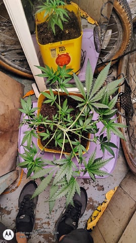 Miracle Murray  — seedling_rooting, day 47
