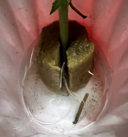 White Widow Auto — seedling_rooting, day 9