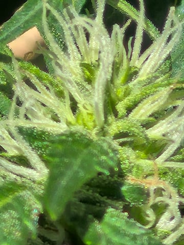 new strain — flower, day 51