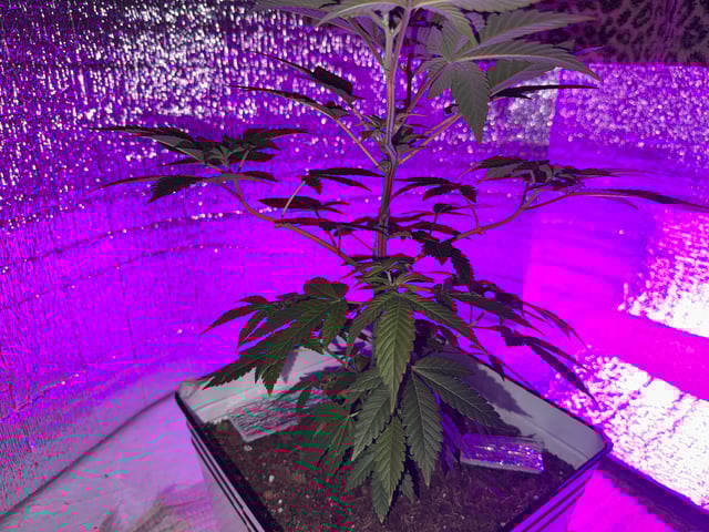 OG Kush — vegetative, day 5