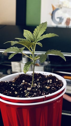Autos: Banana Purple Punch (1)  & Guava Fig (2) — vegetative, day 41