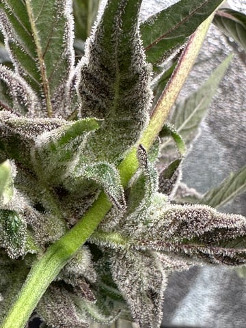 Gelly Mama and Sugar Tree — flower, day 136