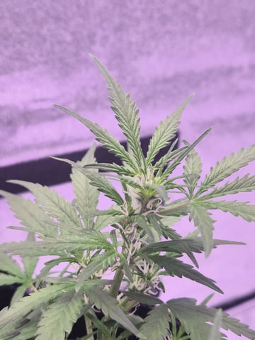 I'll get it right — flower, day 54