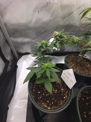 Fast Buds - Purp Lemonade — flower, day 31