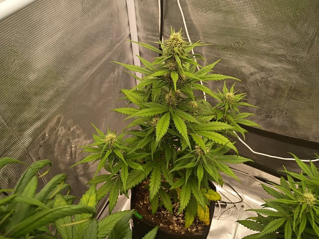 FastBuds-Auto Mix Pack-Quad Mystery — flower, day 41