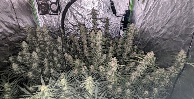 Strawberry Cheesecake Seedsman Seeds Autoflowers x2 — flower, day 78