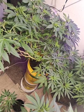 topped dressing — vegetative, day 1