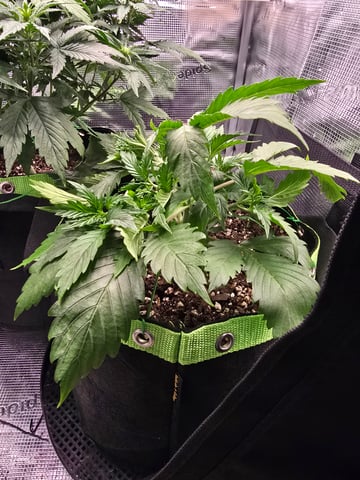Gorilla Cookies auto  — vegetative, day 18