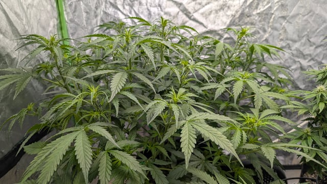 Strawberry Cheesecake Seedsman Seeds Autoflowers x2 — flower, day 38