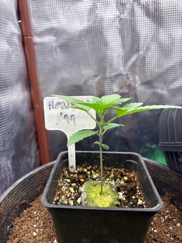 first grow in new 2x2 — seedling_rooting, day 16