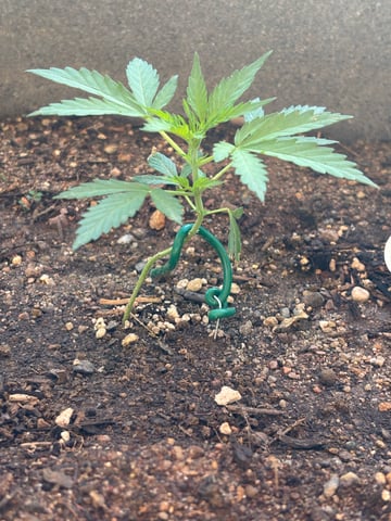 3 seeds  — vegetative, day 39