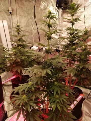 First Indoor Grow — flower, day 1