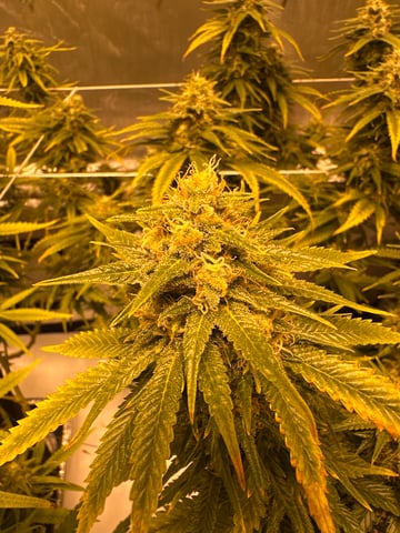 XJ-13 x Pennywise — flower, day 129