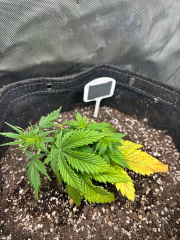 winter 25-26 — vegetative, day 20