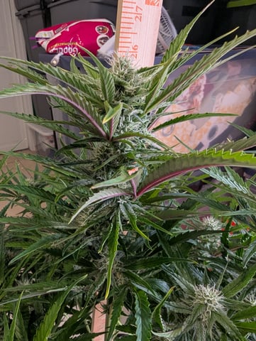Boogie Brew Basic — flower, day 77